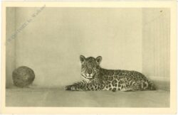 wien 13, schönbrunn, menagerie, jaguar