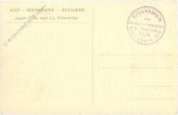 wien 13, schönbrunn, menagerie, jaguar