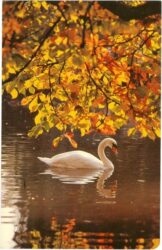 schwan