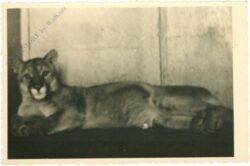 puma puma