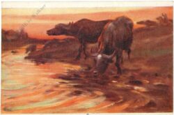 rinder am wasser rinder am wasser