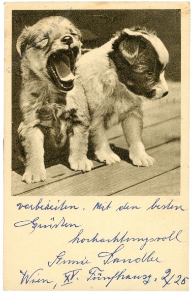welpen