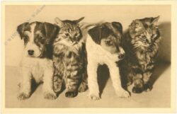 hunde und katzen