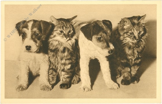hunde und katzen