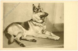 schäferhund