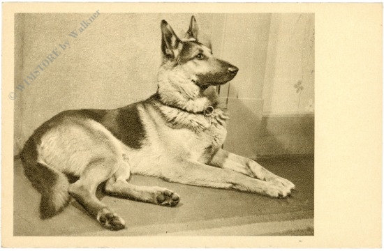 schäferhund