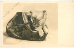 hund in tasche