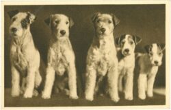 wer von uns ist schönheitskönigin? drahthaar foxterrier