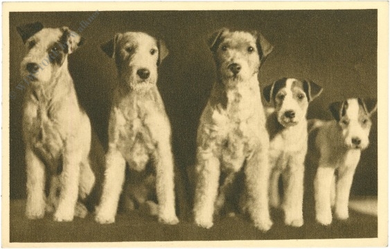 wer von uns ist schönheitskönigin? drahthaar foxterrier