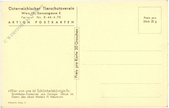 wer von uns ist schönheitskönigin? drahthaar foxterrier