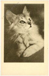 katze