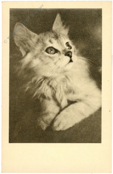 katze katze