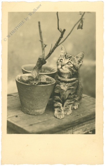 katze katze