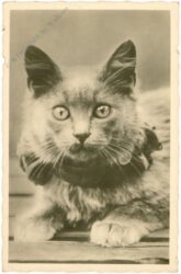 katze katze