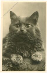 katze katze