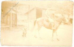 pferd mit reiter