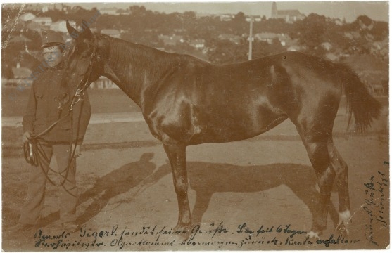 schwarzes pferd