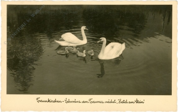 traunkirchen, schwäne am traunsee nächst "hotel am stein"