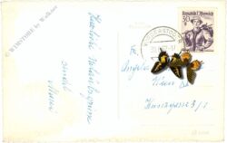 vorderstoder, mit prielgruppe