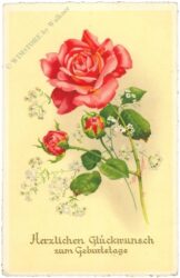 geburtstag: rose
