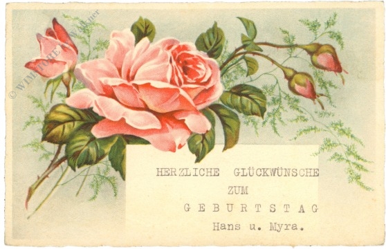 geburtstag: rosen geburtstag: rosen