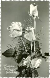 geburtstag: rosen geburtstag: rosen