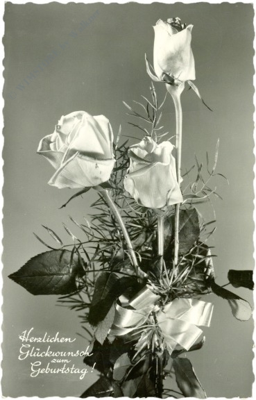 geburtstag: rosen geburtstag: rosen
