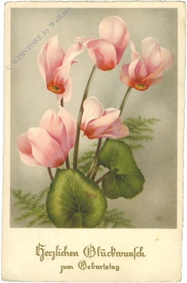 geburtstag: cyclamen geburtstag: cyclamen