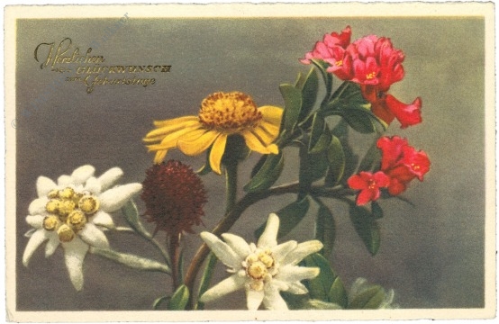geburtstag: alpenblumen geburtstag: alpenblumen