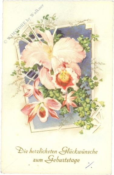 geburtstag: orchideen geburtstag: orchideen
