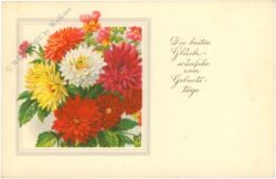geburtstag: dahlien geburtstag: dahlien