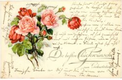 geburtstag: rosen