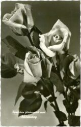 namenstag: rosen