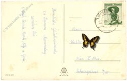 namenstag: kinder mit blumen