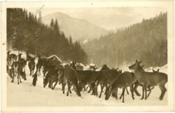 mürzsteg, hirschfütterung
