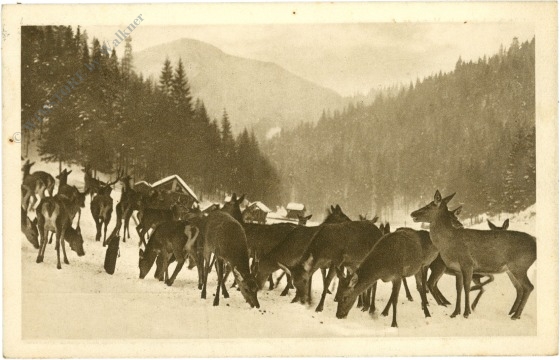 mürzsteg, hirschfütterung mürzsteg, hirschfütterung