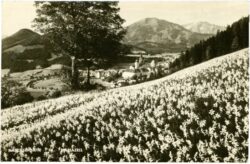 mariazell, narzissenblüte