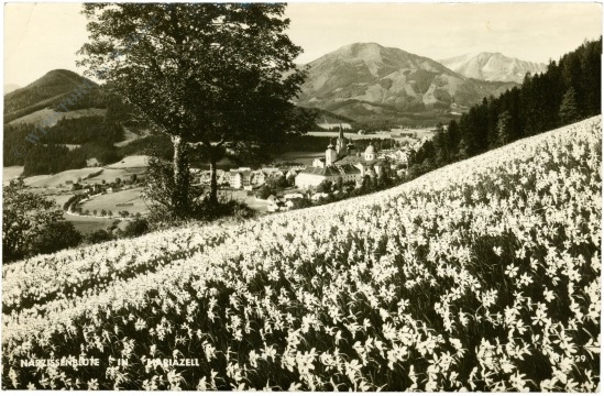 mariazell, narzissenblüte mariazell, narzissenblüte