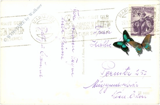 mariazell, narzissenblüte