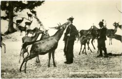 mariazell, hirschfütterung, jager mandl