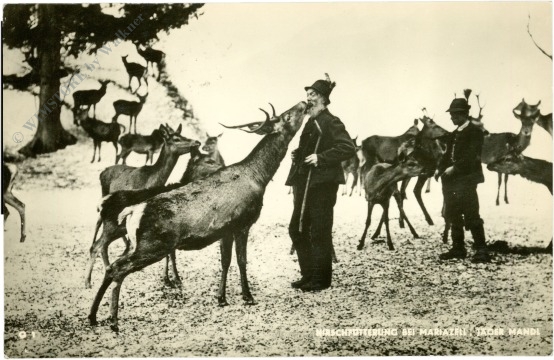 mariazell, hirschfütterung, jager mandl mariazell, hirschfütterung, jager mandl
