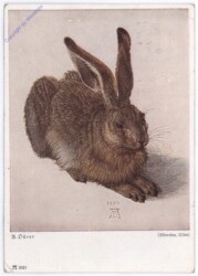 A. Dürer, Feldhase
